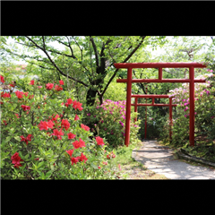 千代保稲荷神社で撮影された入賞受賞作品