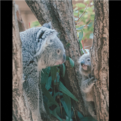 東山動物園で撮影された千種区こあらっち賞受賞作品