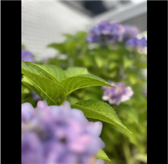 一社駅付近の道沿いで撮影されたハッチー賞受賞作品