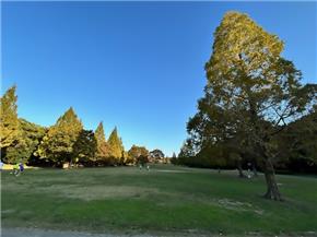 平和公園メタセコイア広場の写真